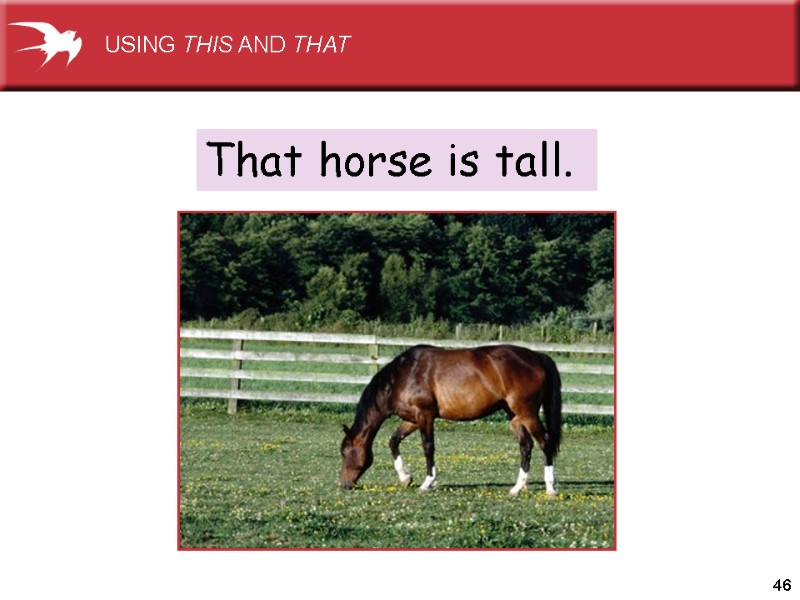46 That horse is tall.  USING THIS AND THAT